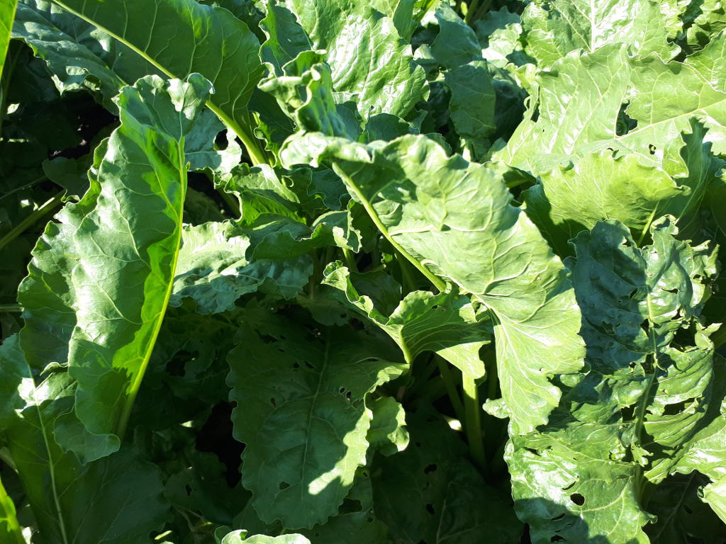 burak, liście, uszkodzenia