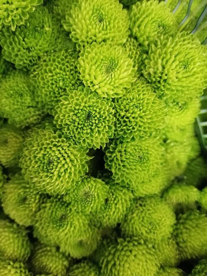 rynek hurtowy w broniszach, Anna Kaszewiak, kwiaty cięte i dopniczkowe