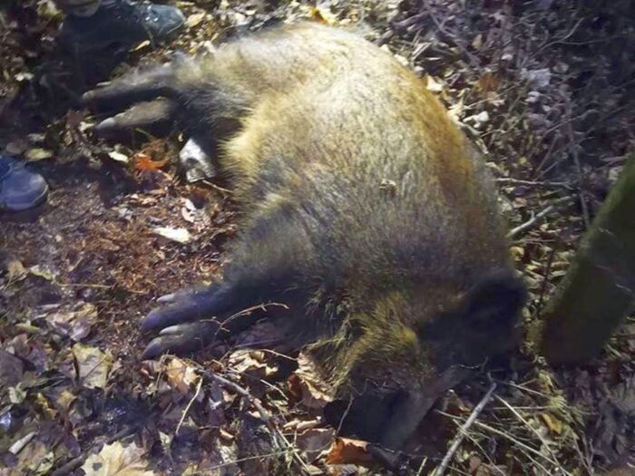 Polski Związek Łowiecki, chłodnie na tusze dzików, walka z asf w Polsce, koła łowieckie