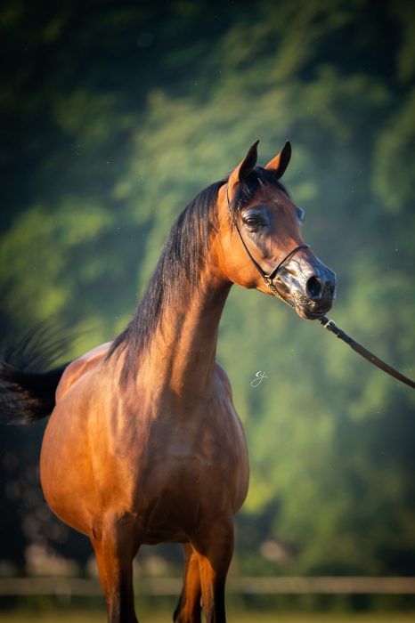 koń klacz, El Ajza, Janów Podlaski