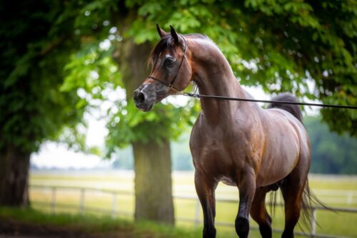 pride of poland, janów podlaski, koń, ogier, equator