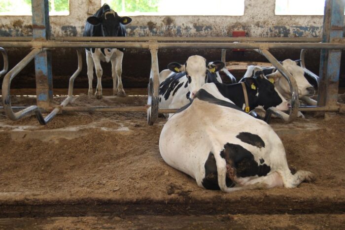 Marcin Gwizdała, krowy mleczne, wydajność mleczna, produkcja mleka, hodowla bydła, GEA, cielęta, jałówki, rękaw