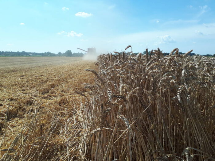 kombajn, pszenica, rośliny, ściernisko, Sahryń