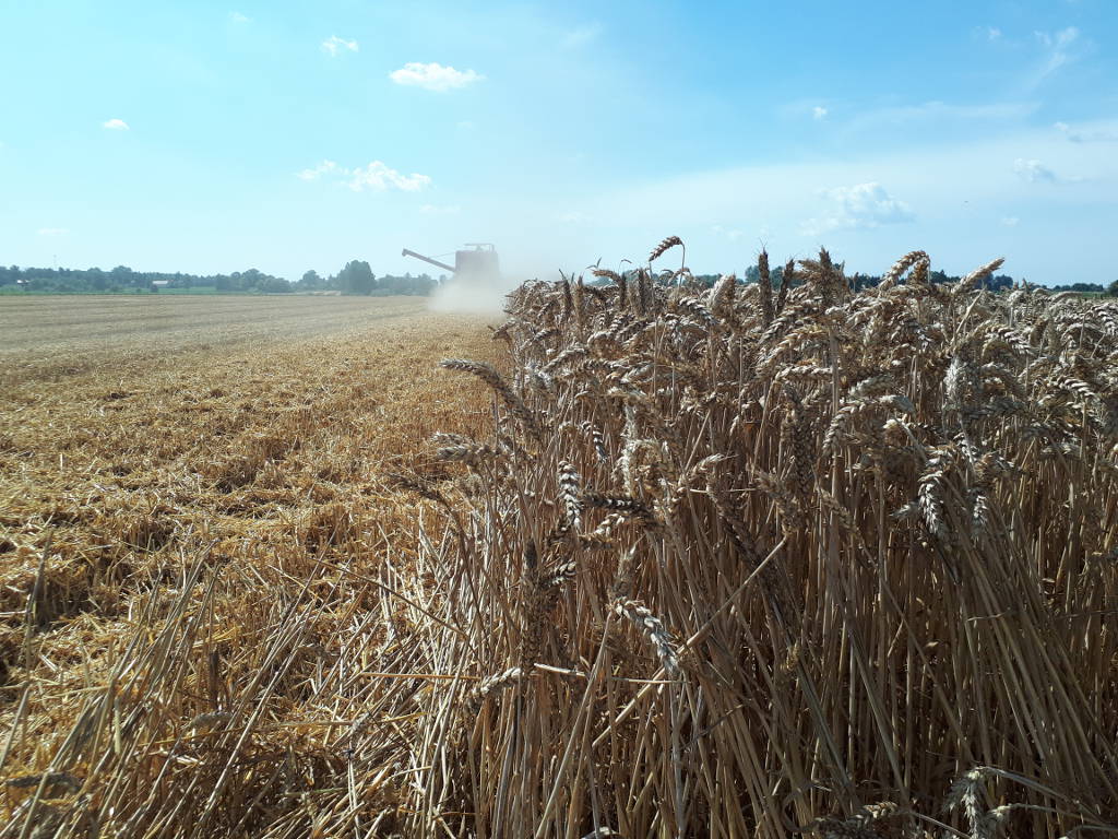 kombajn, pszenica, rośliny, ściernisko, Sahryń