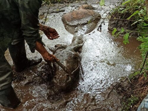 koń w bagnie, Stare Juchy, powiat ełcki, KP PSP Ełk