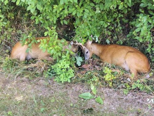 koziołki, Rymań, Koła Łowieckie Foka, KPP Kołobrzeg