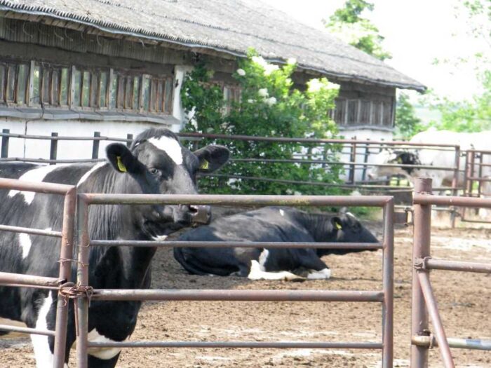 korowy pogłowie obora