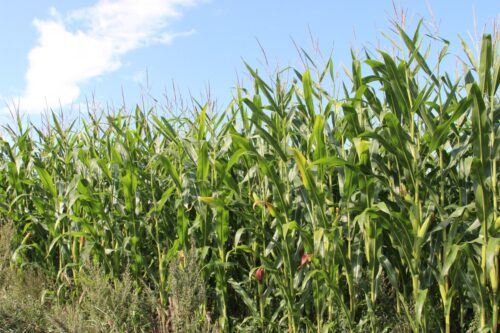 kukurydza, pole, giełda