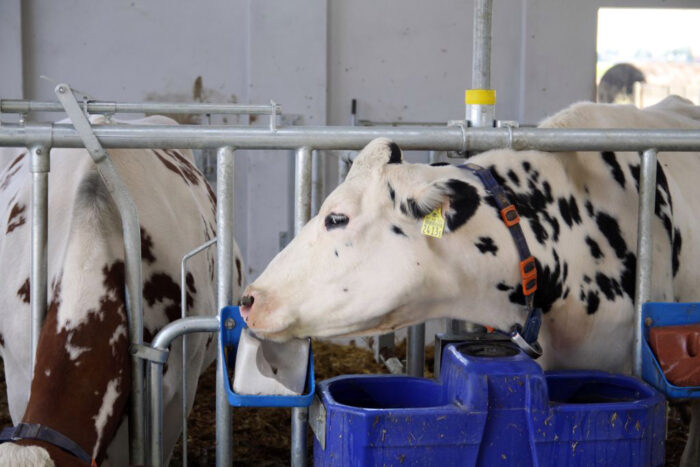 krowy mleczne, bydło mleczne, lizawki mineralno-witaminowe, witaminy, minerały, hipokalcemia, sód, potas, magnez, cynk