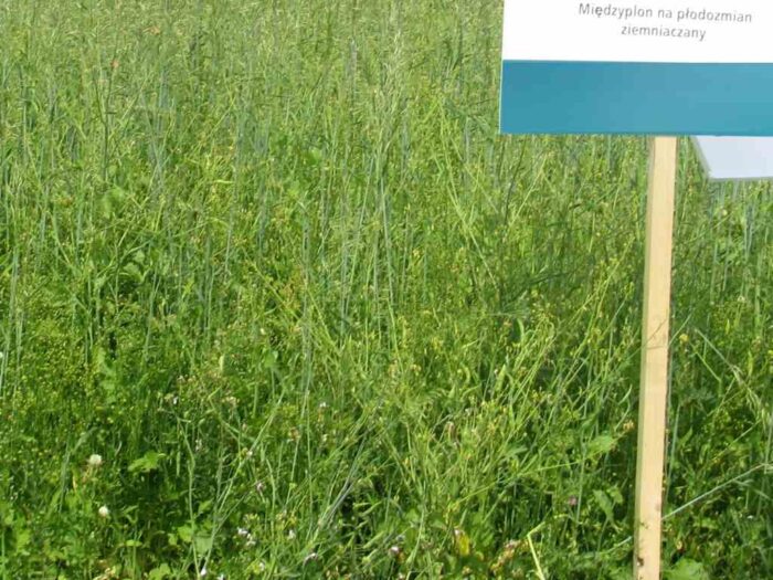 międzyplony, wysiew międzyplonów
