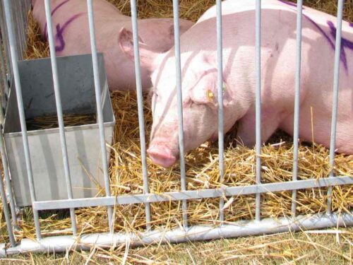 świnie, choroby, trzoda chlewna