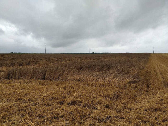 pszenica, chmury, łan, Sahryń