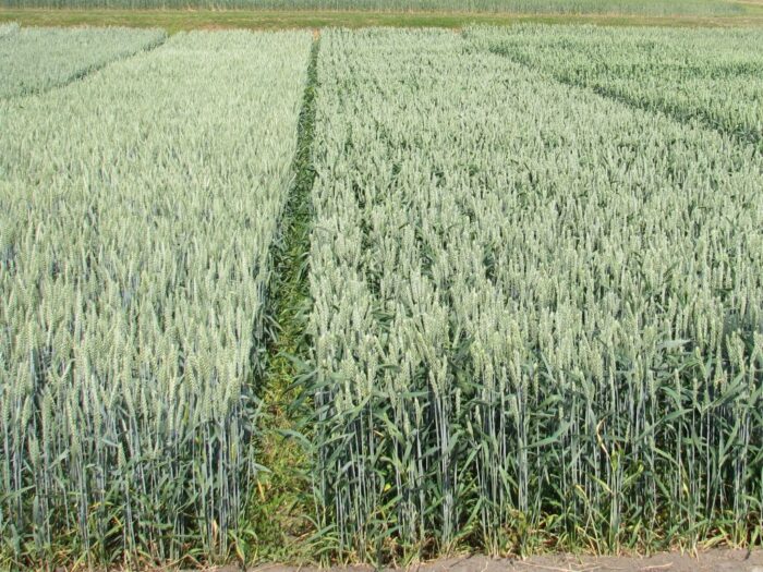 euronext w paryżu, cbot w chicago, notowania pszenicy, notowania kukurydzy