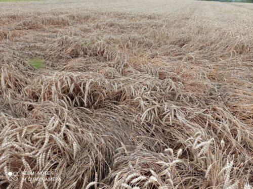 żniwa 2021, zbiory zbóż, opady deszczu, utrudnione zbiory zbóż, jakość zbóż, wilgotność ziarna, fusarium na kłosach