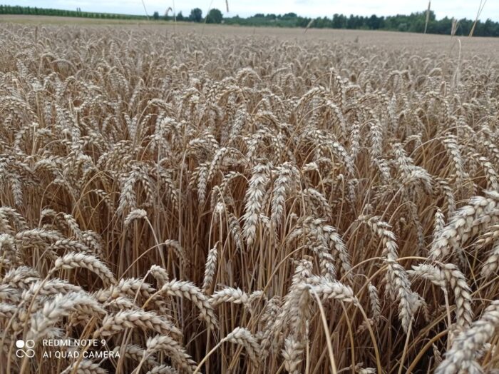 pszenica, kłosy, pole, zabieg T2