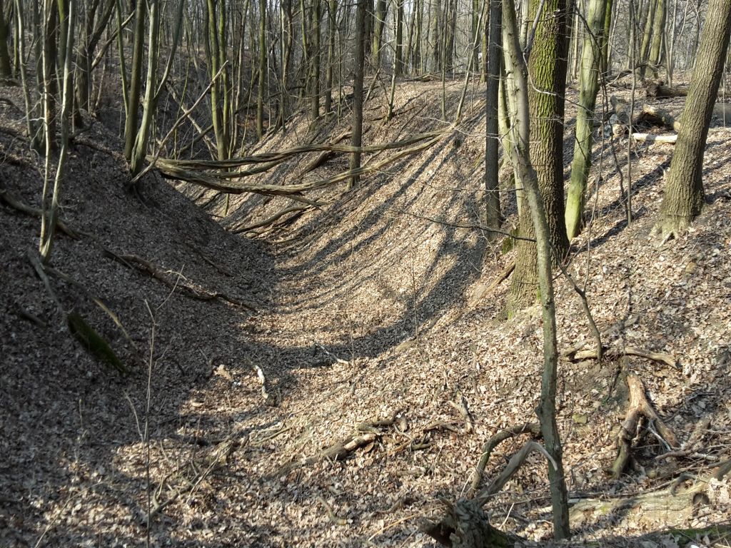 Puszcza Białowieska, kornik drukarz, Lasy Państowe, ministerstwo środowiska, drewno