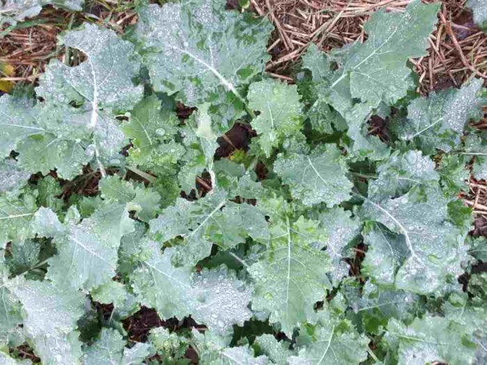 rzepak, uprawa rzepaku, przesiewanie rzepaku, LODR, azot, siarka, bor