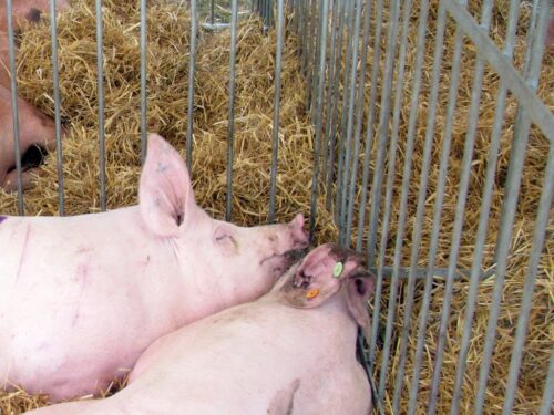 walka z asf w polsce, Polski Związek Rolny, trzoda chlewna