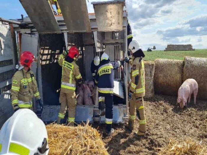 transport trzody chlewnej, droga z Bieżynia do Bielewa, powiat kościański, Paulina Piechowiak