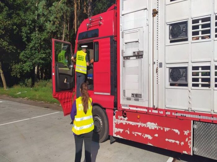 transport trody chlewnej, przewóz zwierząt, walka z asf w polsce, WITD Bydgoszcz