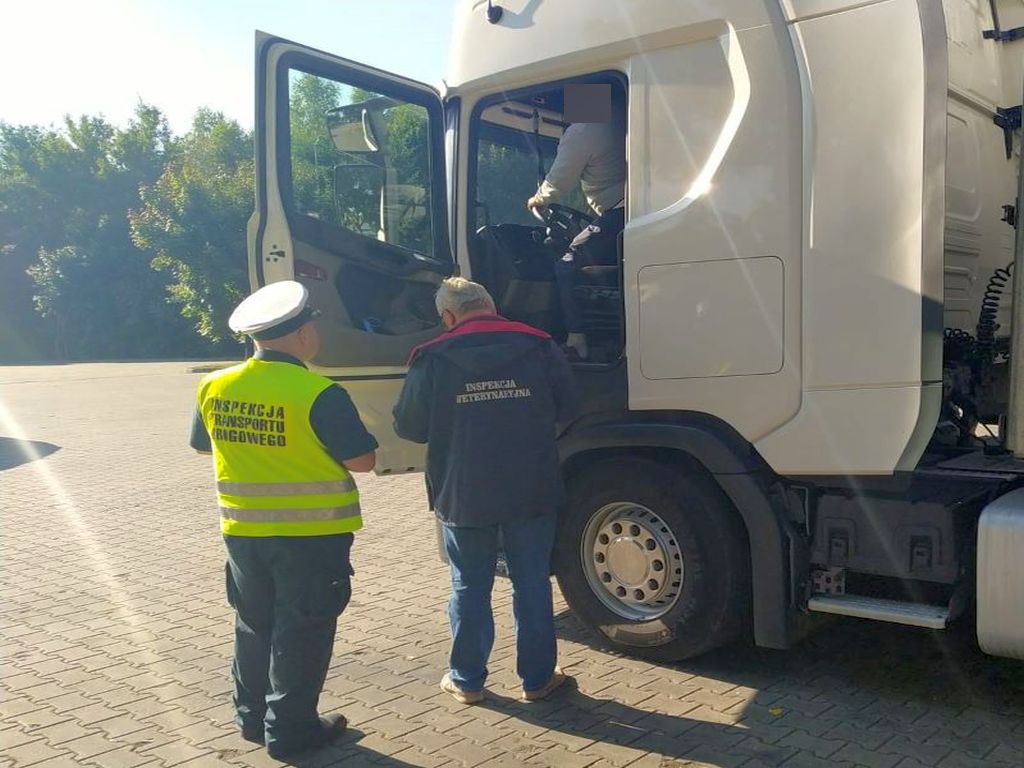 transport trody chlewnej, przewóz zwierząt, walka z asf w polsce, WITD Bydgoszcz