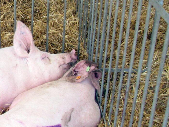 Instytut Ekonomiki Rolnictwa i Gospodarki Żywnościowej, poglowie świń w polsce, trzoda chlewna