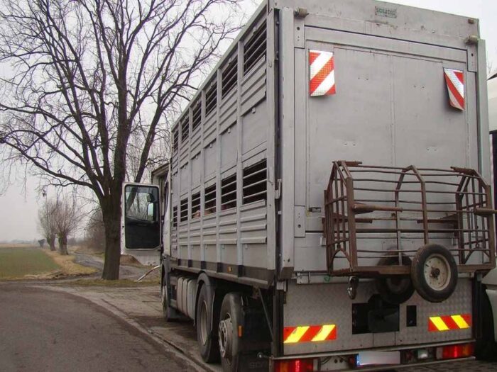 trzoda chlewna, transport, asf