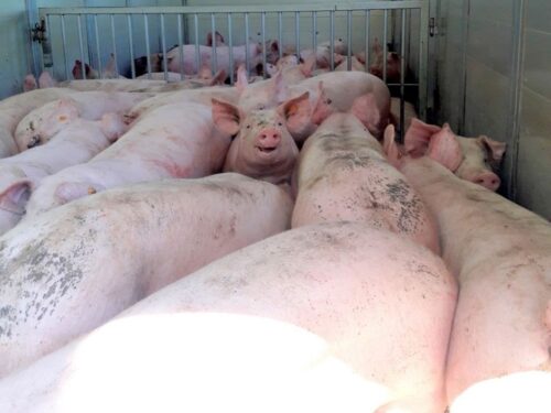 trzoda chlewna, skup interwencyjny