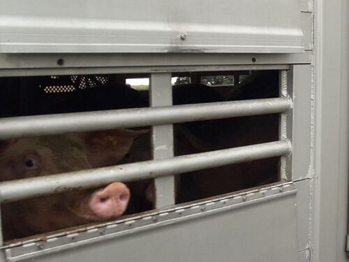 trzoda chlewna, świenie, podaż na rynku, ceny wieprzowiny