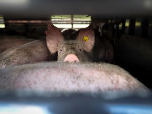 walka z asf w polsce, sejmowa komisja rolnictwa, hodowla świń, Czesław Nieśmiałek