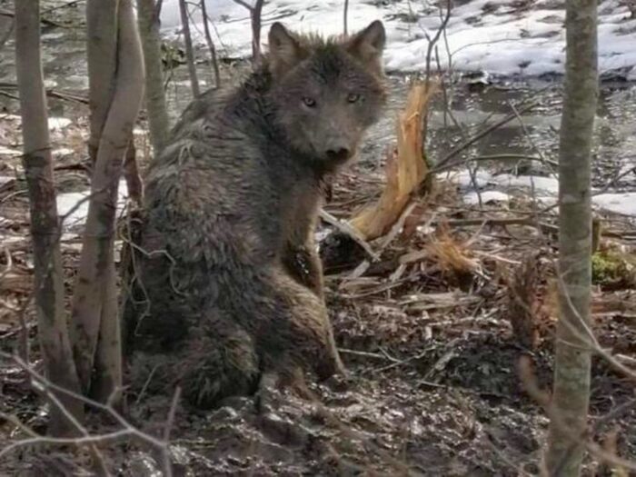 ataki wilków na zwierzęta gospodarskie, gmina Barwice, powiat szczeciński, GDOŚ
