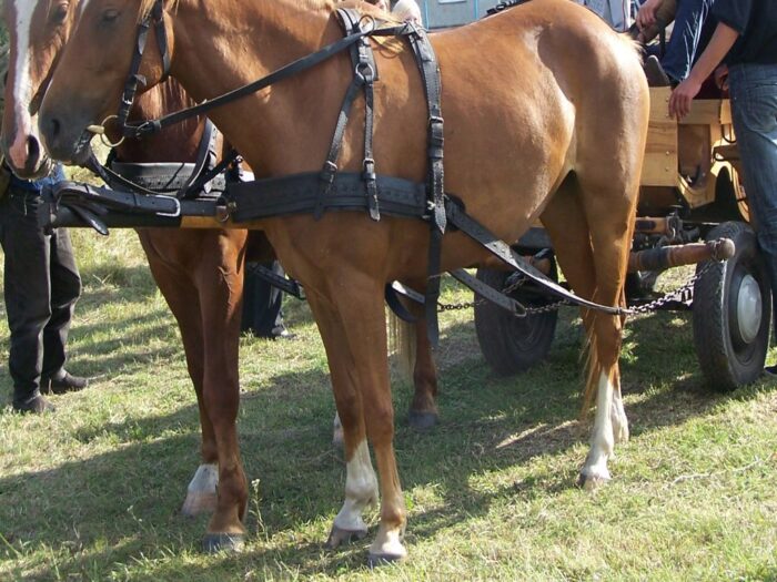 zaprzęg konny, śmierć woźnicy, powiat pucki, Krzysztof Minga, Monika Mularska