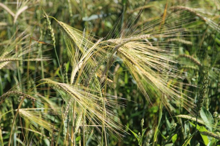 operacjiaOPSON X, fałszowanie zywności, Hiszpania