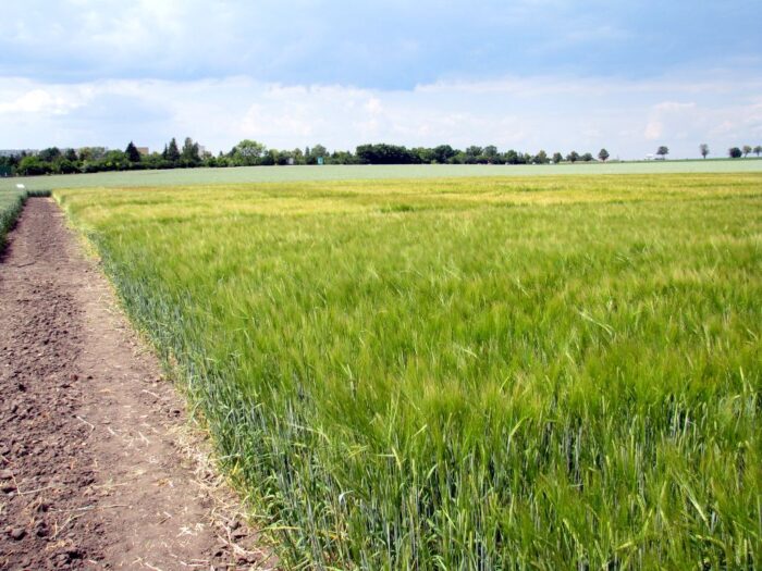 nawożenie, NIK, raport, gleba, uprawa, badanie gleby