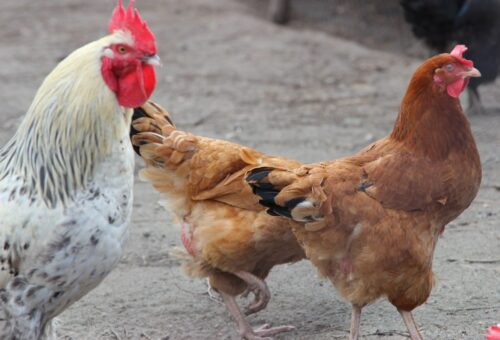 produkcja drobiu, rynek mięsa, komisja europejska