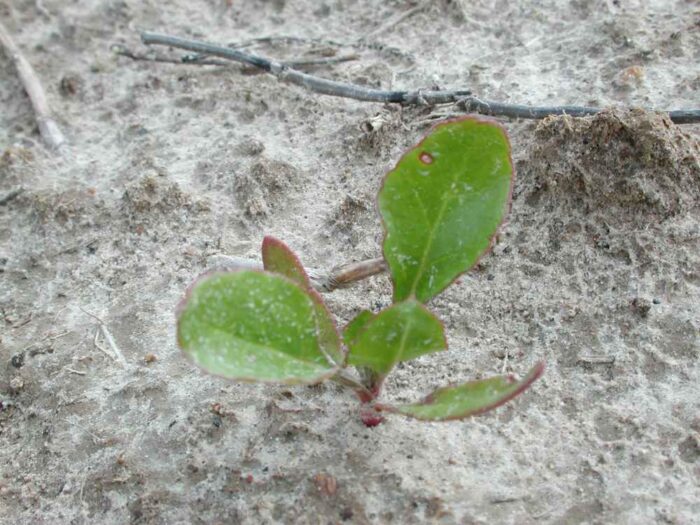 liście, przebarwienia