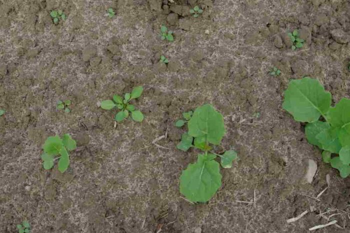 rzepak, zabieg nalistny