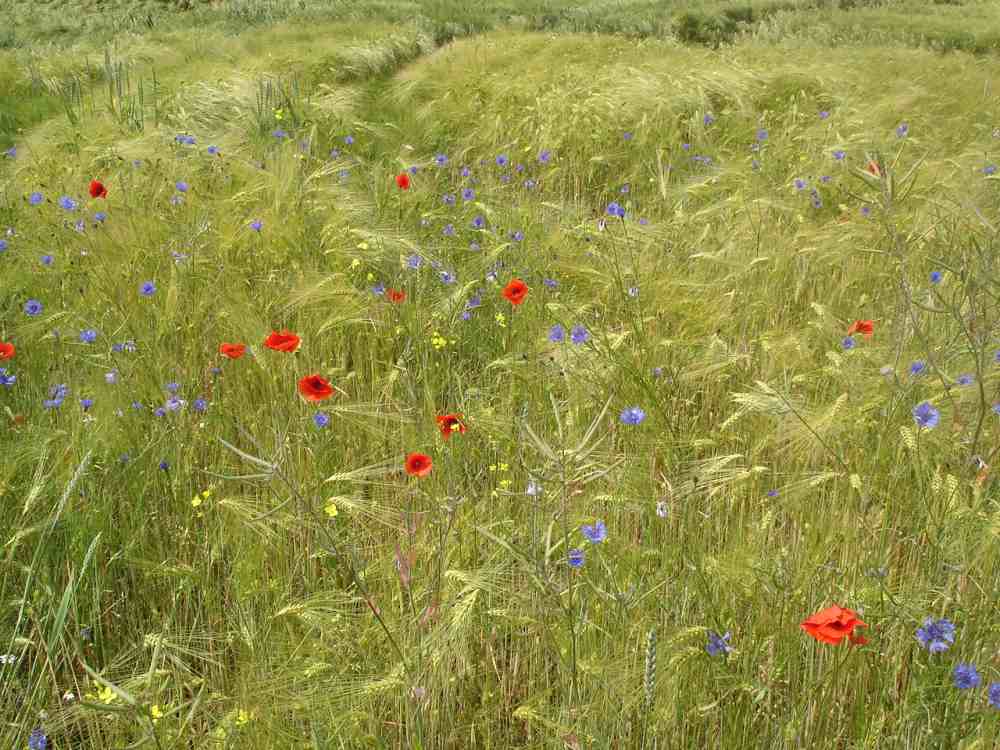 jęczmień, plantacja