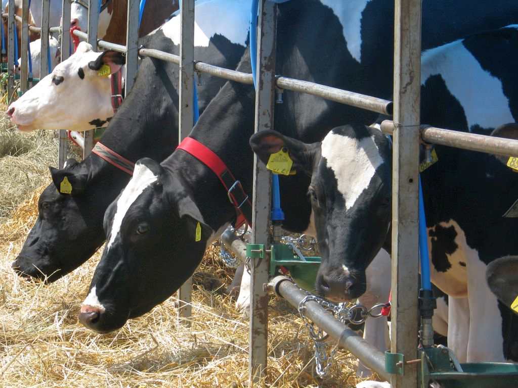 krowy, bydło, hodowla, gus