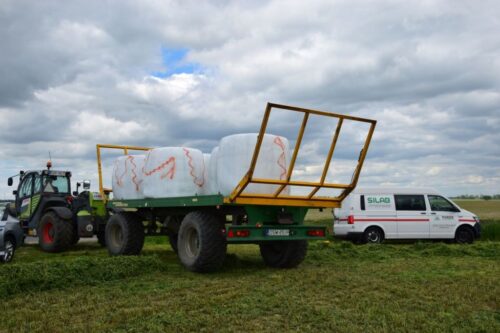 Idealna bela, krowie na zdrowie, sianokiszonka, lucerna, trawy,