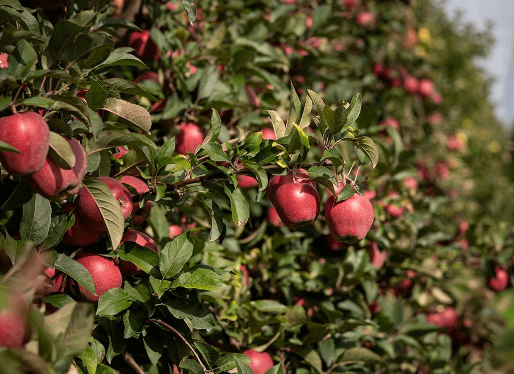 Światowy Dzień Jabłka, produkcja jabłek, rynek owoców, KZGPOiW
