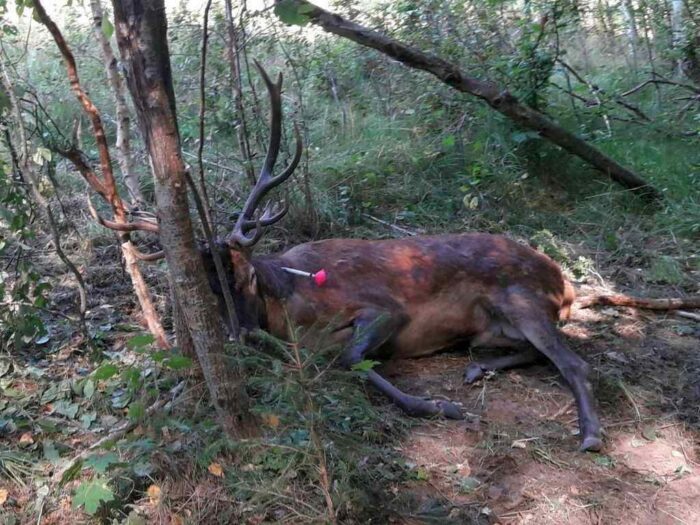 jeleń, wnyki, masiewo