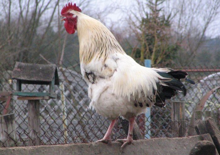 Roszkowo, zakłócanie ciszy przez koguta, Agnieszka Zaworska