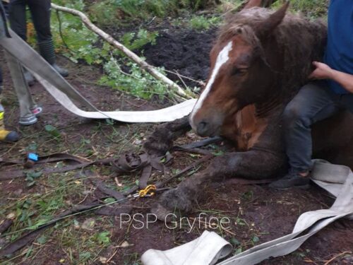 koń w szambie, Bieczynek, powiat gryficki, Proboszczewice, powiat płoński