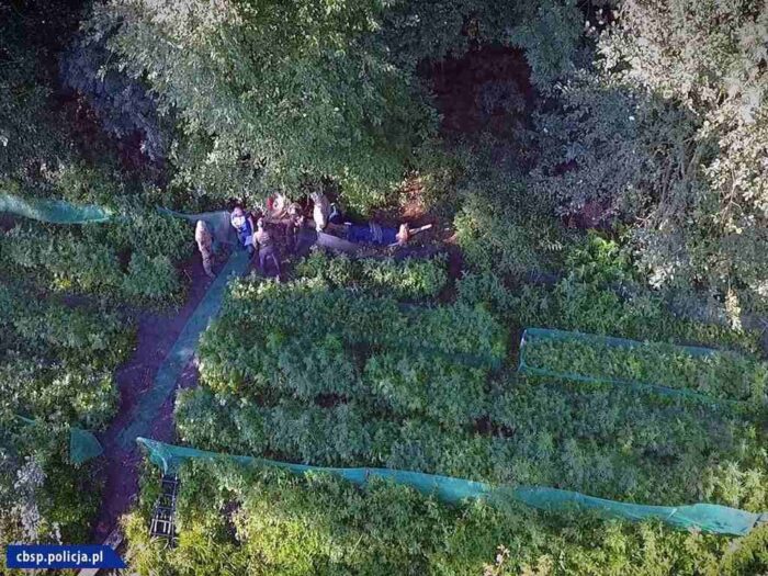 konopie, plantacja, cbśp, chełmża