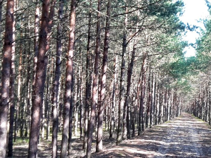 las, ściółka, pożary lasów, susza