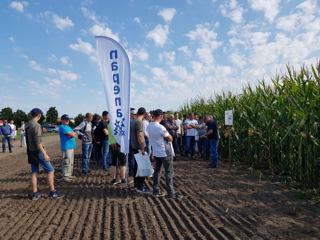 Pokazy Mistrza Pola, Przedsiębiorstwo Rolne Długie Stare, Leszno, uprawa kukurydzy na ziarno