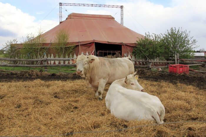 bydło mięsne, namiot cyrkowy, hodowla ras mięsnych, charolaise, salers,