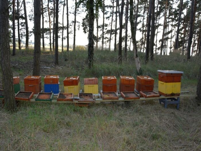 wytrute pszczoły w pasiece, Tworzymirki , pszczelarstwo, KPP Gostyń