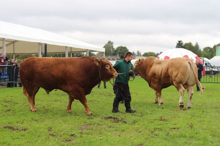 bydło mięsne, buhaje czystorasowe, buhaje, żywiec wołowy, hodowcy bydła, hodowla bydła, ARiMR, buhaje ras mięsnych